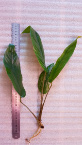 copy_820_20180601_161321.jpg