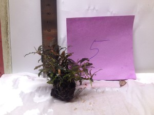 copy_868_IMG_5142.jpg