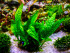 copy_908_Microsorum-sp.-From-India.jpg
