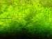 hemianthus_glomeratus.jpg