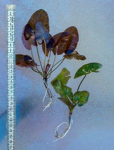 IMGA0485.jpg