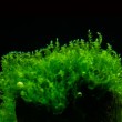 Moss sp.Mini-mini.jpg