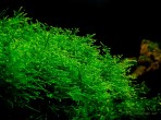 Creeping moss 2.jpg
