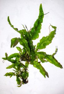 DSCF6682.jpg