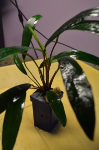 DSC_0009.JPG