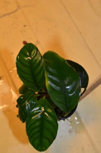DSC_0024.JPG