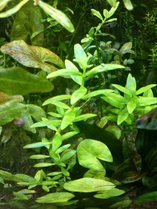 copy_258_IMG_20180803_205940.jpg