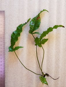 copy_436_20180812_103208.jpg