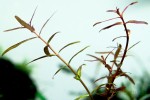 copy_494_Rotala-Macranda-Florida.jpg