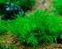 copy_583_copy_944_copy_132_copy_644_Mini-Java-moss-1.jpg