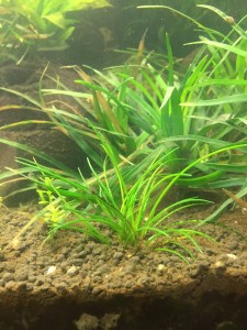 copy_776_IMG_4888.jpg