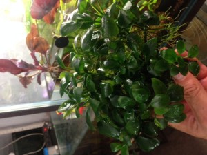 анубиас нана.JPG