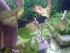 100_2658.JPG