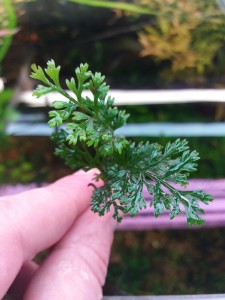 20180925_001546.jpg