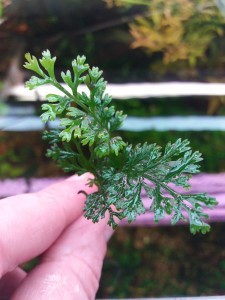 20180925_001559.jpg
