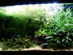 593142396_1_1000x700_prodam-akvariumnye-rasteniya-kremenchuk_rev002.jpg