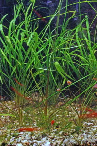 Cryptocoryne kubotae (Криптокорина куботае)..jpg