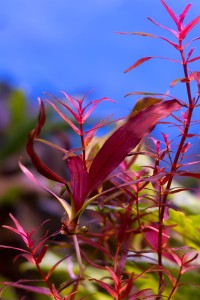 IMG_2950 Магрибинец.jpg