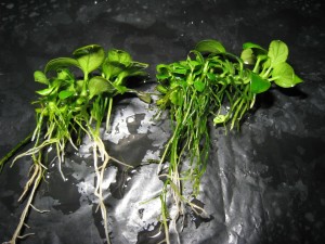 IMG_8032.JPG
