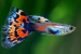 copy_105_copy_807_copy_219_copy_840_gv2.jpg
