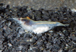 copy_251_copy_950_copy_262_copy_693_02-1.Neocaridina-White-Pearl.jpg