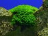 copy_329_copy_229_1486722935_barbula-sp.-millimeter-moss-3.jpg