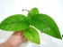 copy_51_copy_880_copy_316_copy_303_copy_260_copy_696_copy_204_copy_819_copy_780_copy_762_DSCN4331.jpg