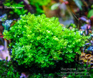 copy_529_copy_943_copy_184_Electric-moss1.jpg