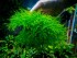 copy_676_Amblystegiaceae-sp.Manaus-Queen-moss.-1.jpg