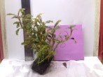 copy_729_IMG_5140.jpg