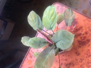 хамоломена 3.JPG