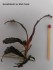 Bucephalandra sp. Black Purple.jpg