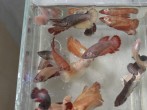 DSC06022.JPG