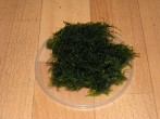 IMG_0170.JPG