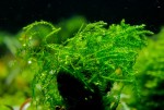 Moss sp. Bubble.jpg