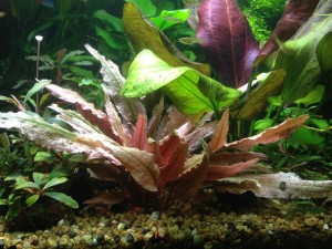 copy_117_IMG_5305.jpg