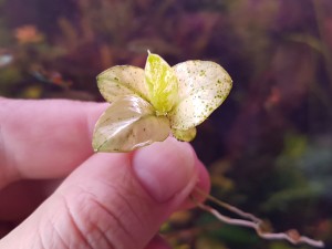 copy_732_20180911_092752.jpg