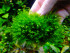 copy_869_Fenix_moss-1.jpg