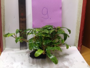 copy_873_IMG_5128.jpg
