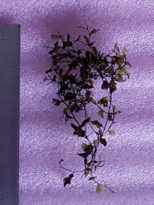 20181129_114755.jpg