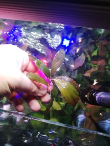 Bucephalandra sp. Black Leaf.jpg
