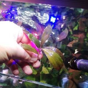 Bucephalandra sp. Black Leaf.jpg