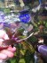 Bucephalandra sp. Copper Leaf.jpg