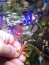 Bucephalandra sp. Flora.jpg