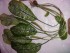 DSCF2495.JPG