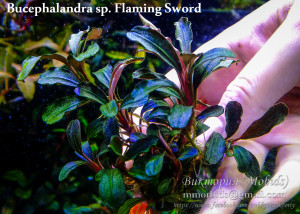 Flaming Sword.jpg
