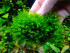 copy_237_copy_588_copy_869_Fenix_moss-1.jpg