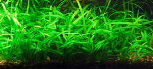 copy_252_copy_79_copy_706_copy_806_1bb1619fa425.jpg