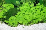 copy_296_copy_817_gidrokotila-hydrocotyle-leucocephala-_4.jpg