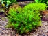 copy_326_copy_869_copy_198_1486722976_barbula-sp.-millimeter-moss-1.jpg